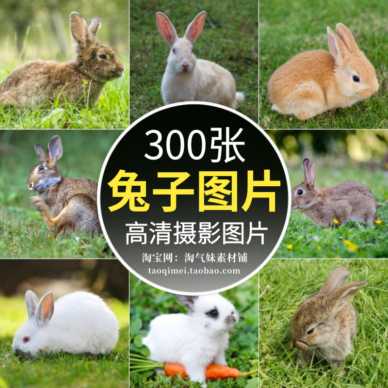 高清JPG动物摄影小白兔子图片灰兔黑兔野兔绘画背景喷绘设计素材