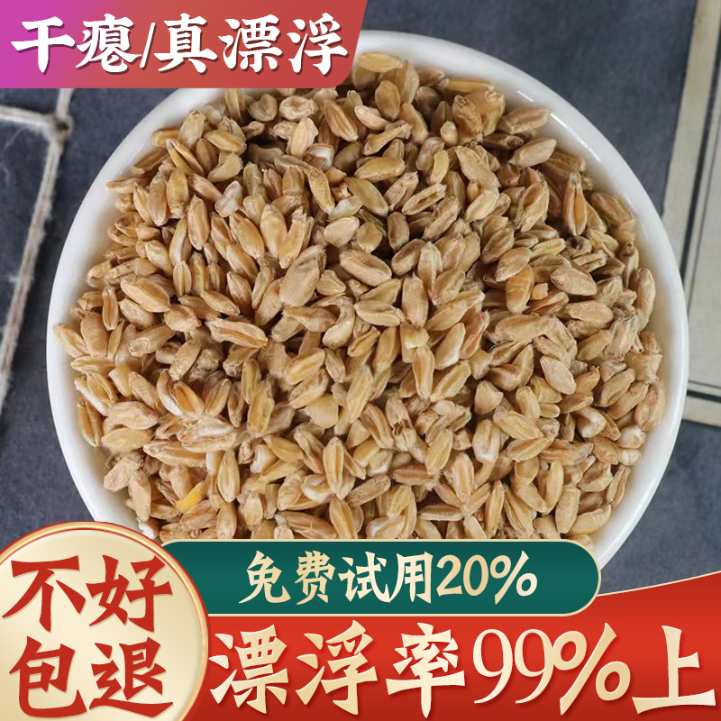 浮小麦2斤1000g正宗  茶瘪小麦泡水熬粥汗可搭甘草大枣非中药材