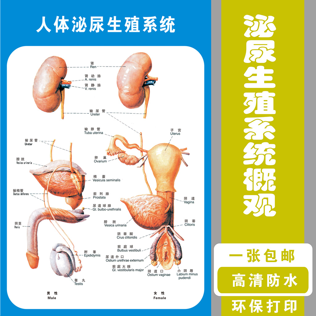 医院泌尿生殖系统概观解剖知识挂图画男性泌尿生殖系统解剖学挂图