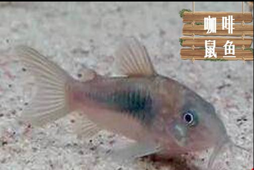 咖啡鼠青铜鼠鱼青工具鱼底层鼠鱼活体草缸淡水鱼热带观赏鱼