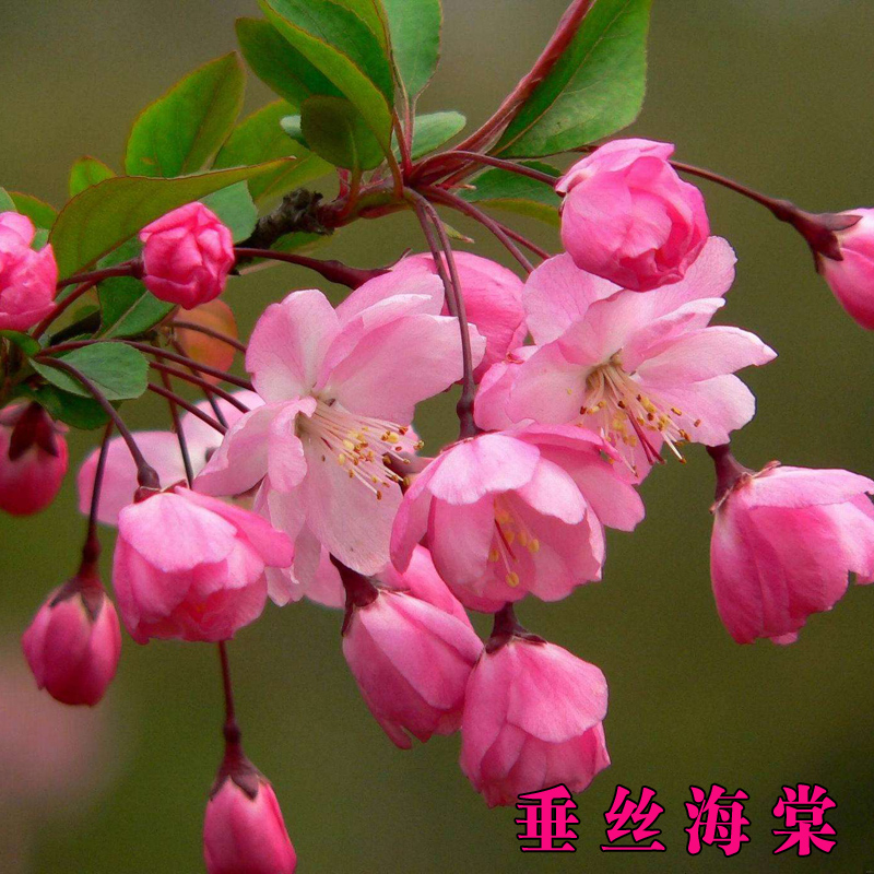 直播一物一拍四季长寿冠海棠垂丝海棠绿宝石海棠海棠品种梅花盆景