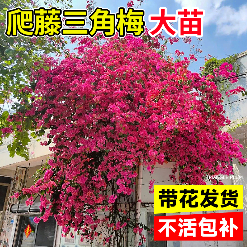 绿梅花树图片