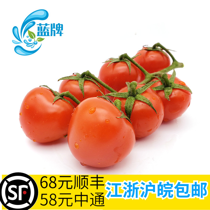 【蓝牌】新鲜串红小番茄 Red Cherry Tomatoes串红柿子串红