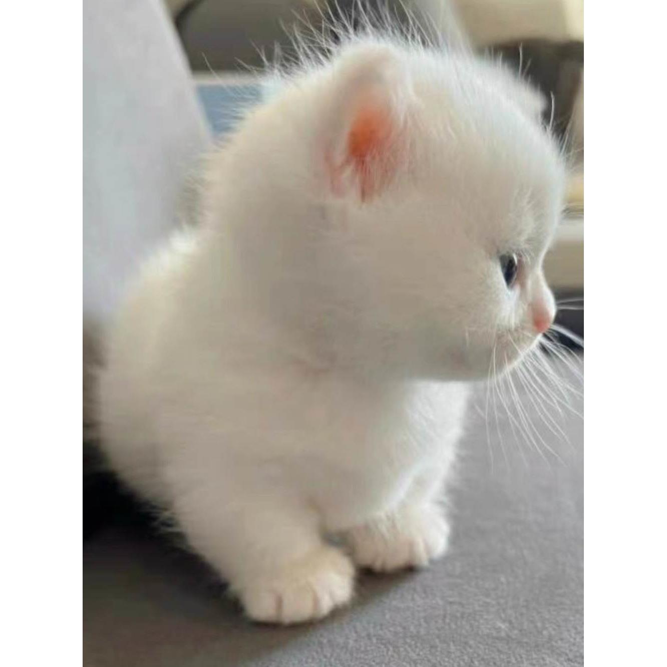 曼基康猫英短乳色纯白蓝白长毛拿破仑矮脚猫纯种幼猫活物宠物小猫