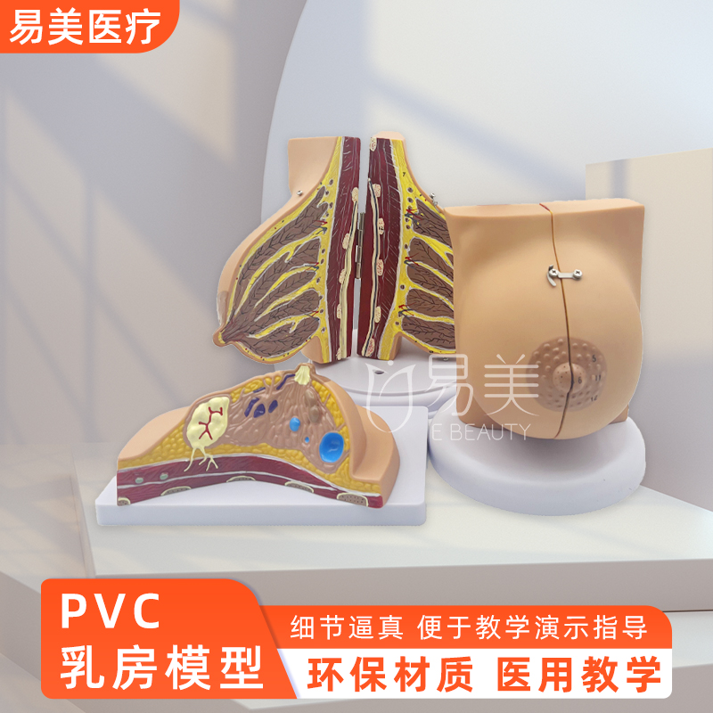 妇产科教具女性乳房PVC模型哺乳期病理月嫂培训教具乳腺医学解剖
