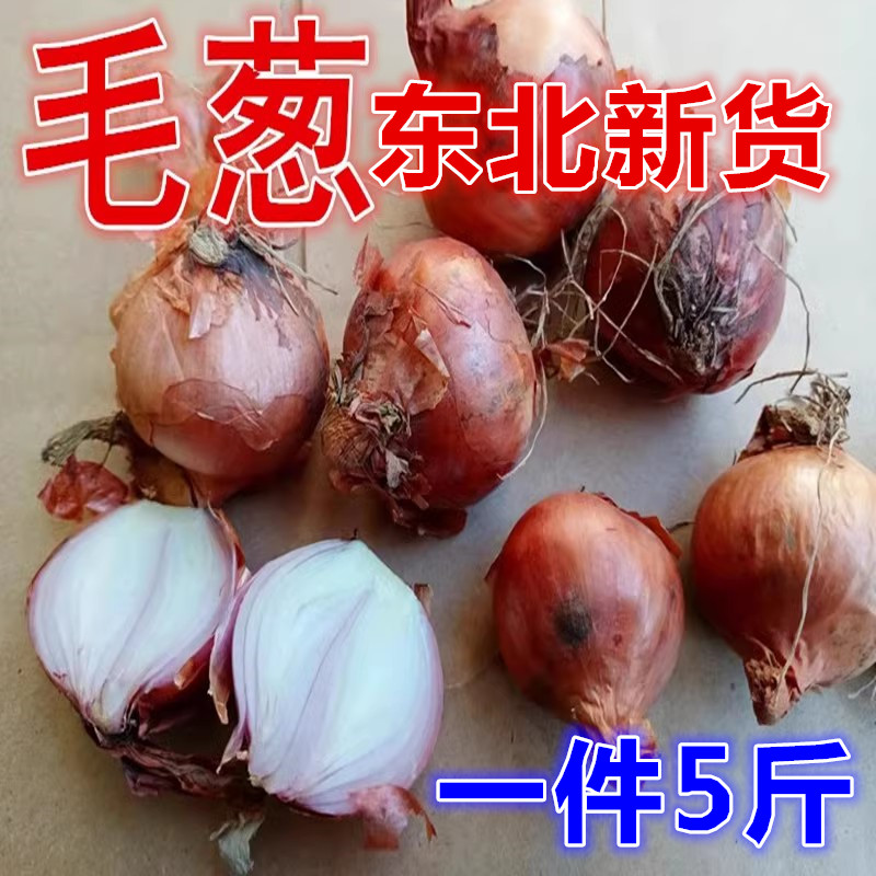 东北毛葱头农家特产新鲜5斤小洋葱头迷你圆红葱头今年新葱上市5斤