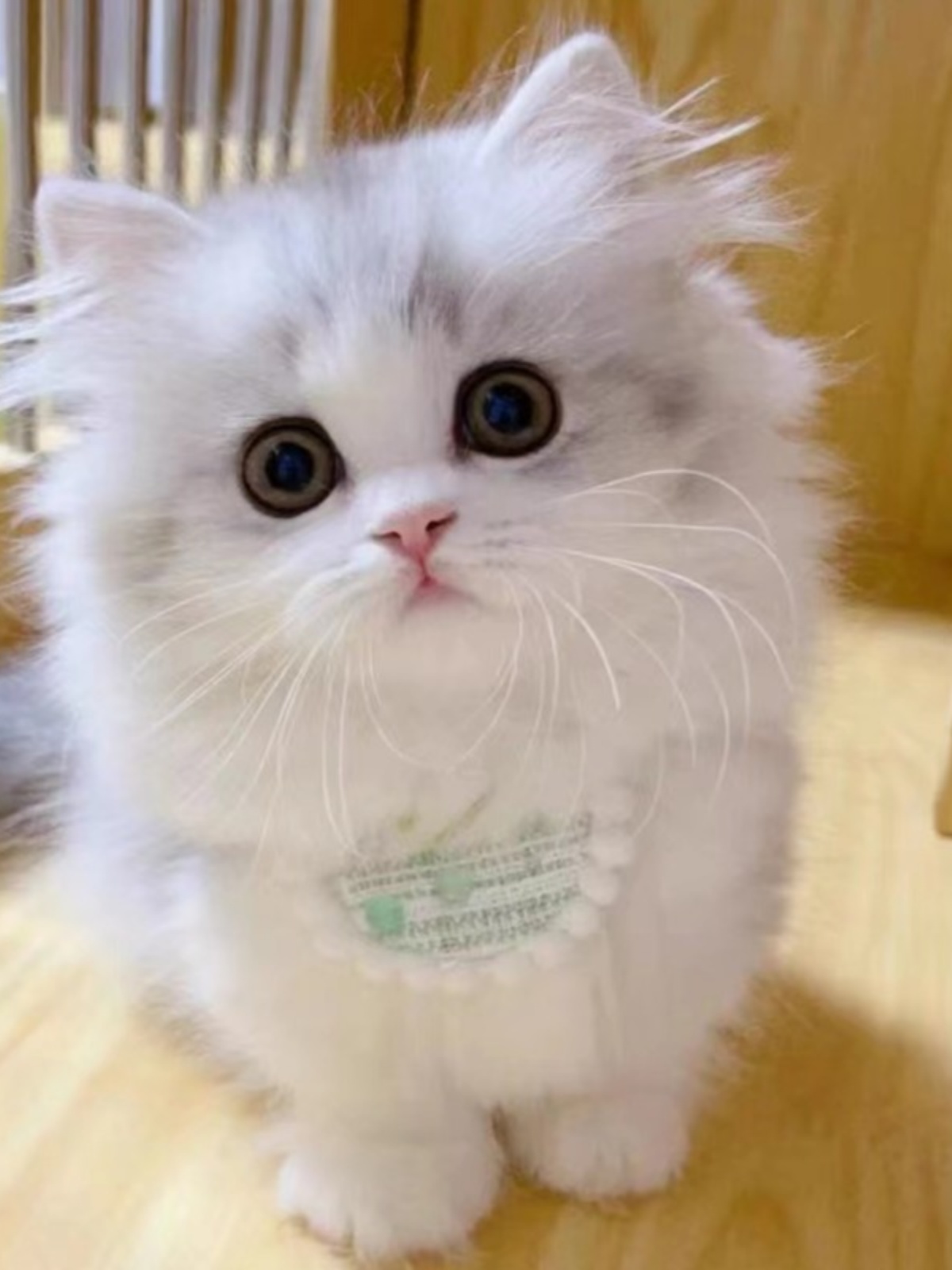 拿破仑矮脚猫幼猫纯种银白乳白纯白三花金加白金渐层短腿猫米努特