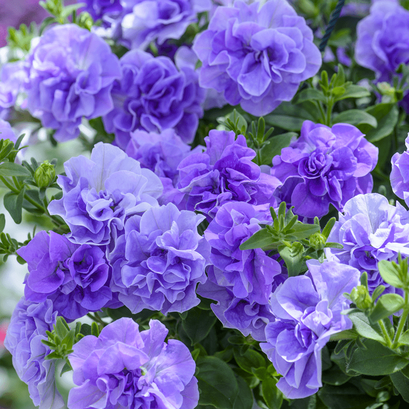 新品重瓣矮牵牛冰淡紫伊丽莎白好养阳台庭院花卉盆栽花苗