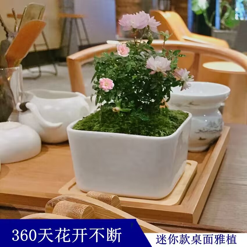 姬乙女月季迷你小盆栽室内客厅茶桌面绿植超微型蔷薇玫瑰花卉盆景