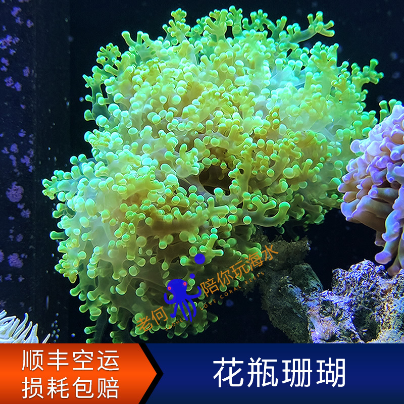 精品花瓶珊瑚 蛙卵珊瑚 人工印尼LPS软体活体海水缸真叶珊瑚