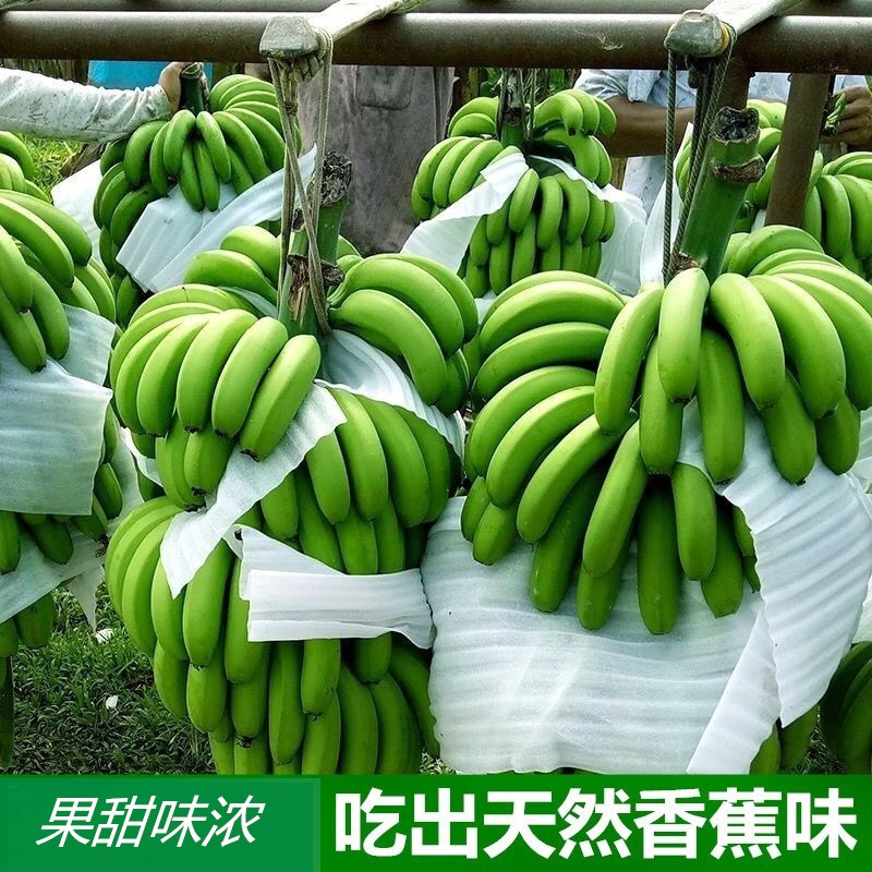 5米云南香蕉高山大香蕉现摘9斤新鲜水果批发10生青香蕉banana绿皮