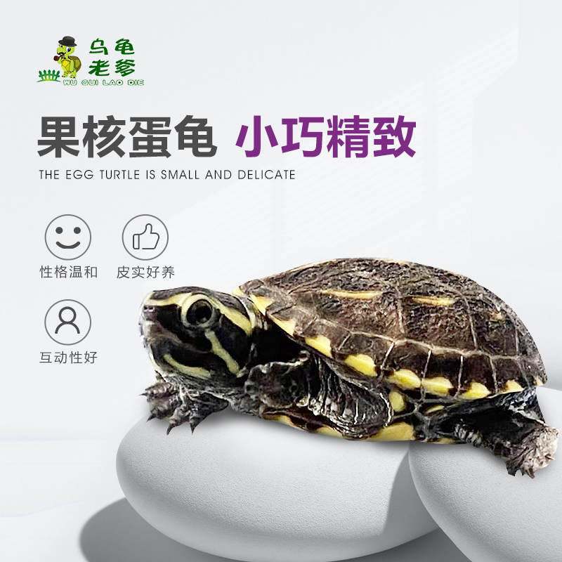 乌龟老爹2020果核龟 果核蛋龟苗 小型龟蛋龟类