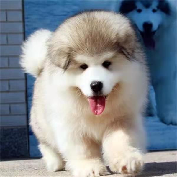 熊版阿拉斯加幼犬纯种灰桃红棕色巨型雪橇犬大型犬宠物狗活体幼崽