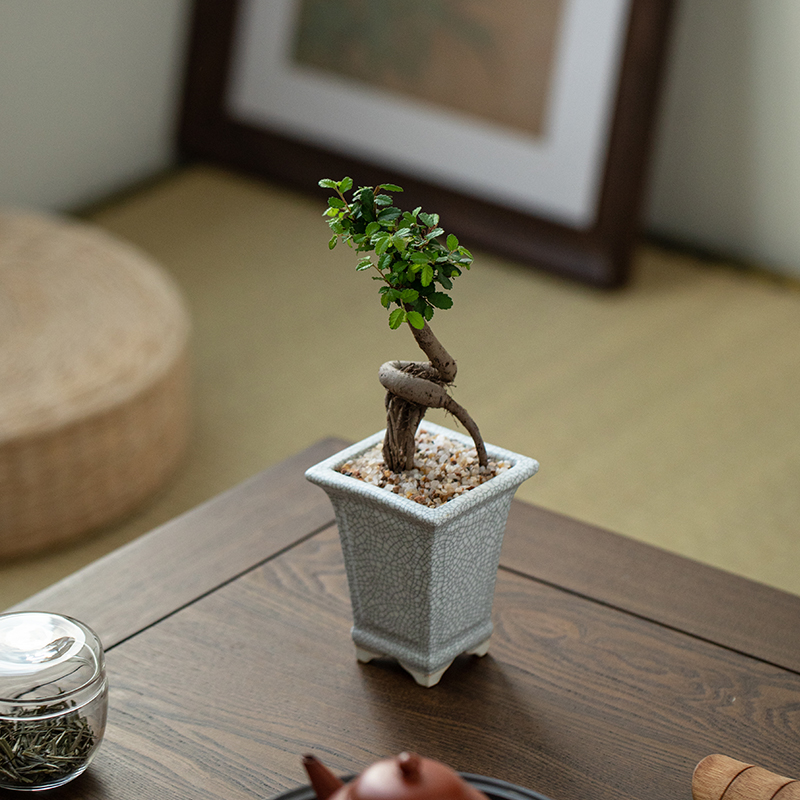 小叶榆树新中式禅意盆栽室内外奇型植物客厅书房净化空气好养花卉