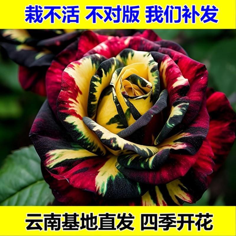 新品种 冰火岛 玫瑰 四季开花 花卉月季绿植植物蓝色养护吸色效果