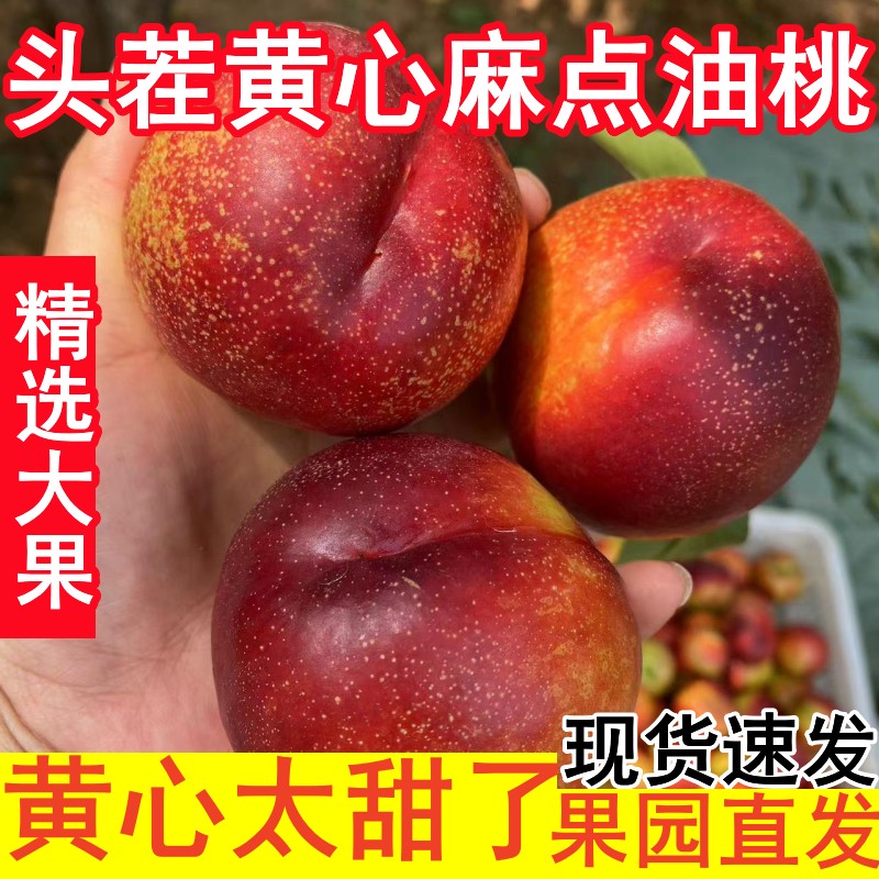 黄心油桃山东蒙阴麻点红油桃新鲜水果现摘脆甜应季蜜桃黄肉大果5