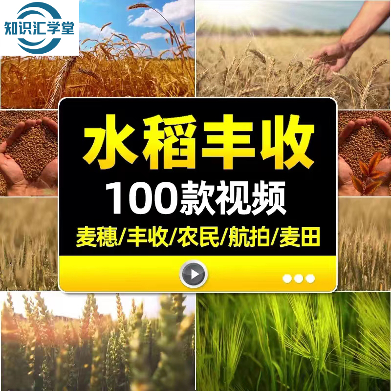 农业秋季天麦田小麦子麦苗水稻丰收成熟农民粮食舞台LED背景视频