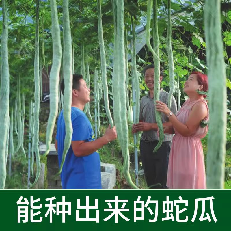 蛇瓜种籽种子苗四季长蔬菜孑特大超长巨型丝瓜特长南方蛇豆角种孑