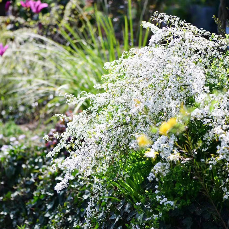 喷雪花盆栽雪柳粉霜绣线菊粉色白色重瓣花卉黄金喷泉庭院花境植物