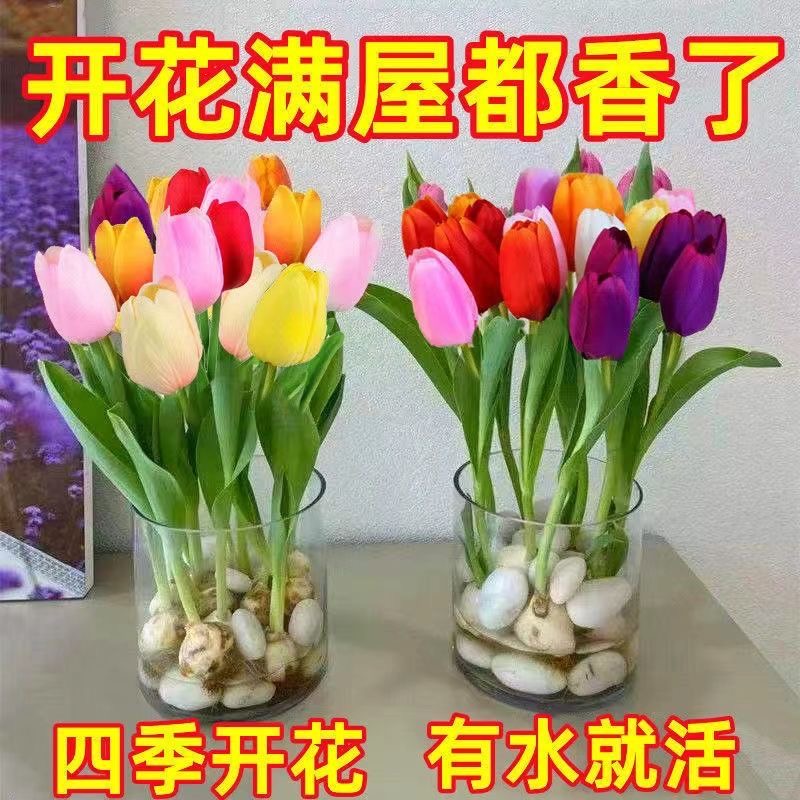 【特别耐寒】水培四季郁金香盆栽花卉植物客厅绿植花卉大全养不死