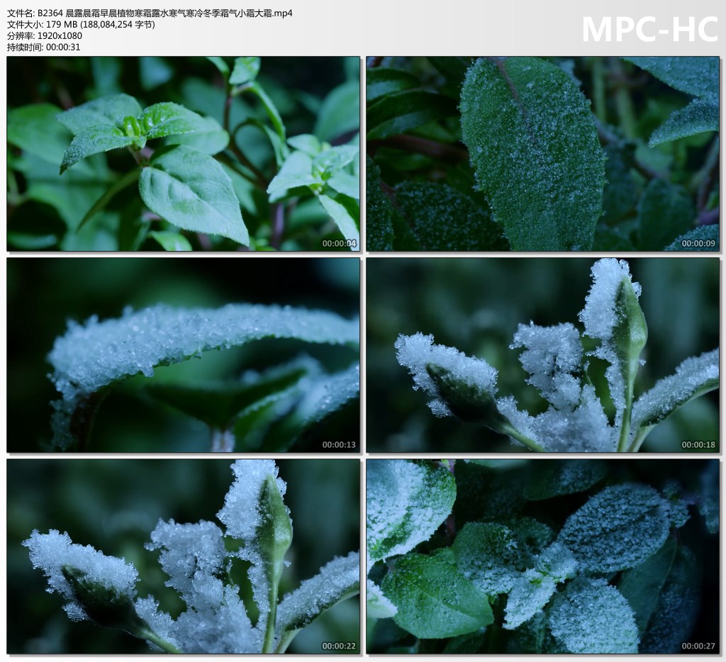 早晨霜露初霜冰霜植物叶子起霜冬季寒霜二十四节气霜降视频素材