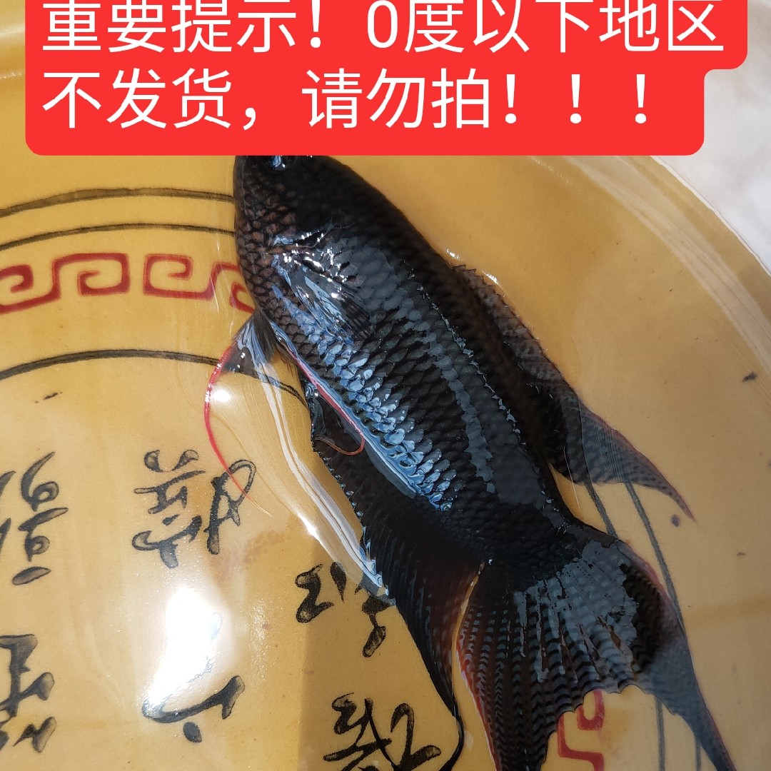 中国斗鱼 越黑 蓝型越黑 小型观赏鱼斗鱼 黑叉斗鱼 冷水鱼 不打氧