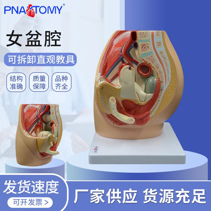 女性矢状解剖模型生殖系统盆底肌女盆腔子宫膀胱妇科泌尿系统