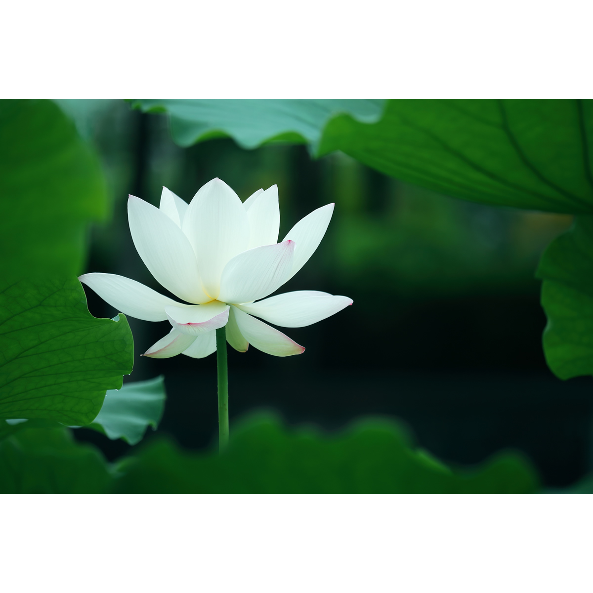 原创花卉摄影作品-白色荷花、莲花/出水芙蓉(1张) 高分辨率原图片