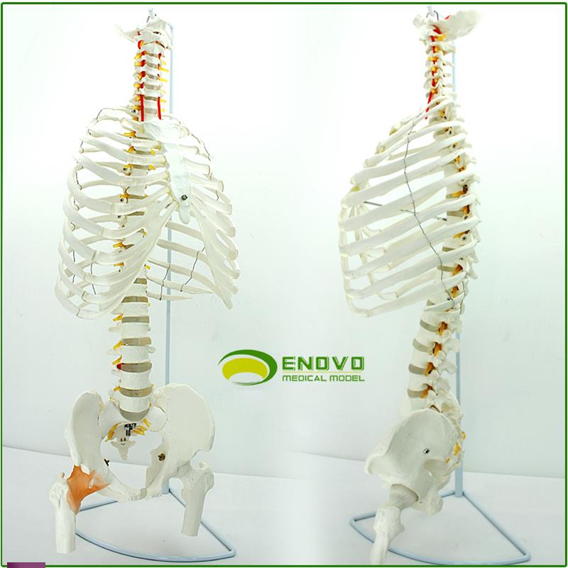 !ENOVO颐诺医学人体脊柱模型腰椎骨盆整骨胸骨肋骨胸腔骨骼架模