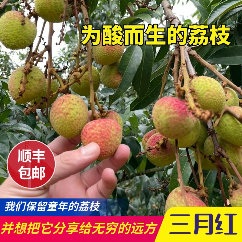 三月红荔枝广东增城新鲜当季酸老树5斤孕妇现摘农家水果顺丰包邮