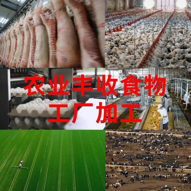 农牧业农业丰收食物工厂加工鸡肉鸡蛋羊肉高清视频素材