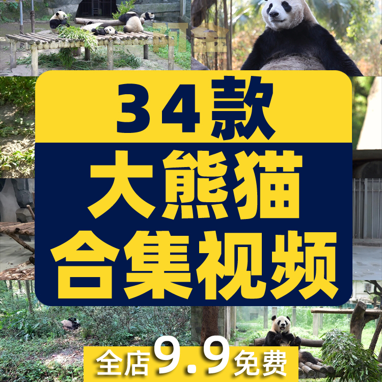 大熊猫吃竹子睡觉爬树国宝小浣熊保护动物园高清搞笑短视频素材