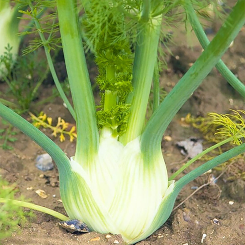 荷兰球茎茴香种子结球小叶回香种籽苗高产四季盆栽菜籽蔬菜孑菜种