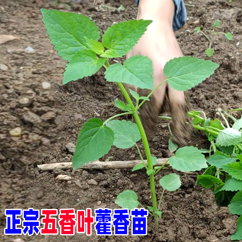 河南五香叶藿香大茴香苗老根可食用耐寒植物盆栽蔬菜种植猫把蒿霍