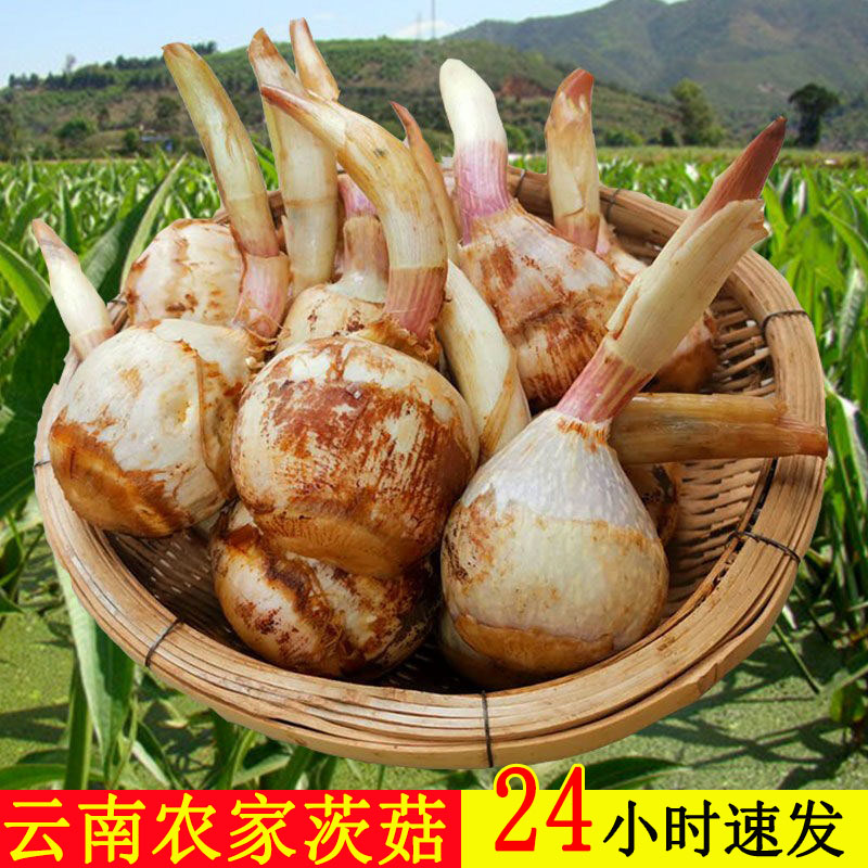 【10斤】云南农家自种新鲜茨菇新鲜白慈姑茨菰马蹄芽应季蔬菜慈菇