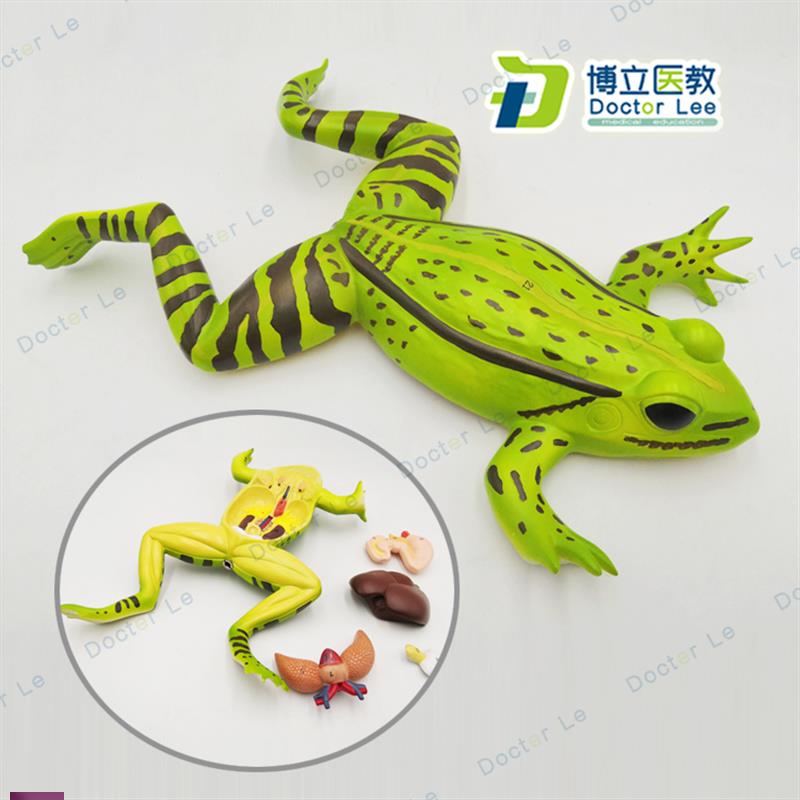 !蟾蜍蛤蟆解剖模型青蛙模型生物解剖学仿真青蛙标本动物模