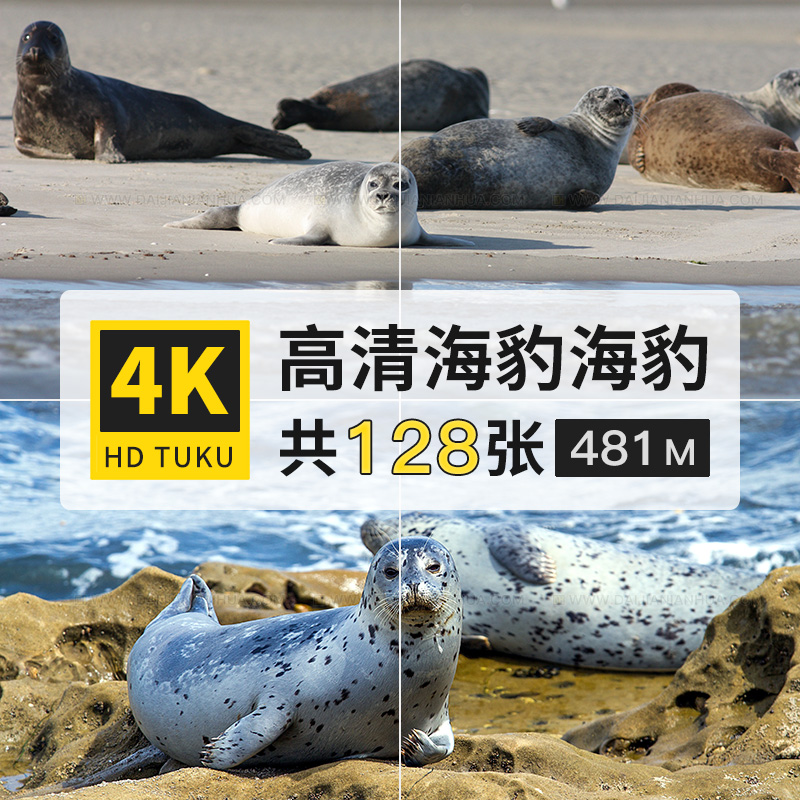 海豹海洋两栖动物大图4K高清电脑图片壁纸ps设计海报插画jpg素材