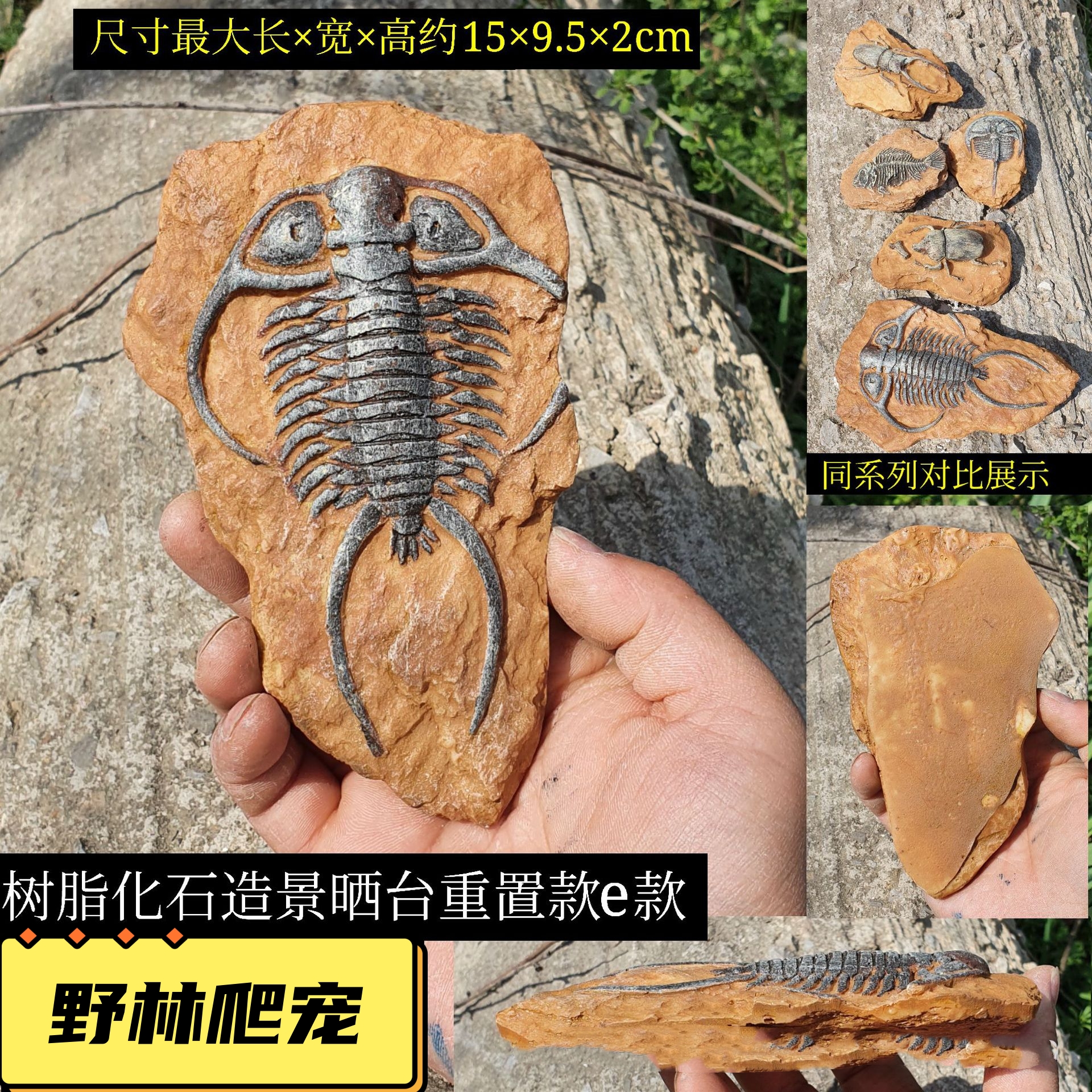 古生物化石三叶虫摆件宠物蜥蜴恒温箱造景摆设装饰鬃狮饲养箱造景