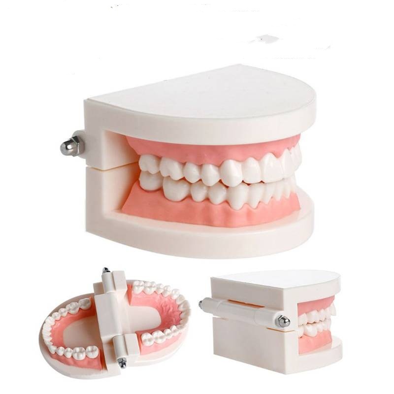 牙科正规牙齿模型 牙缝美白瓷贴面练习模具 标准口腔医学教育工具