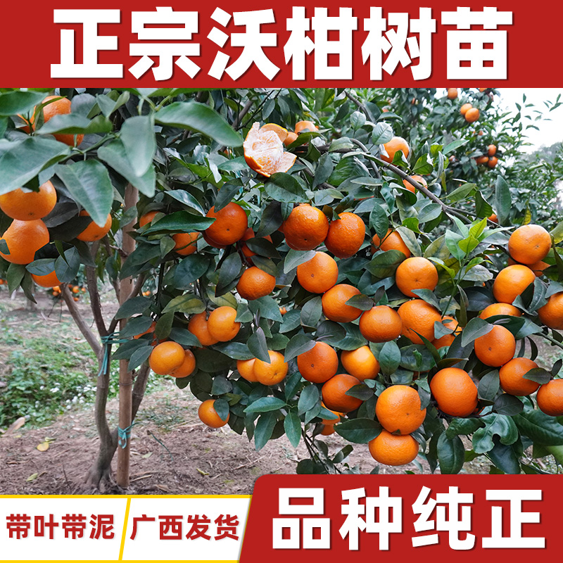 广西武鸣沃柑树苗南北方种植无核籽桔橘子盆栽嫁接水带果正宗091