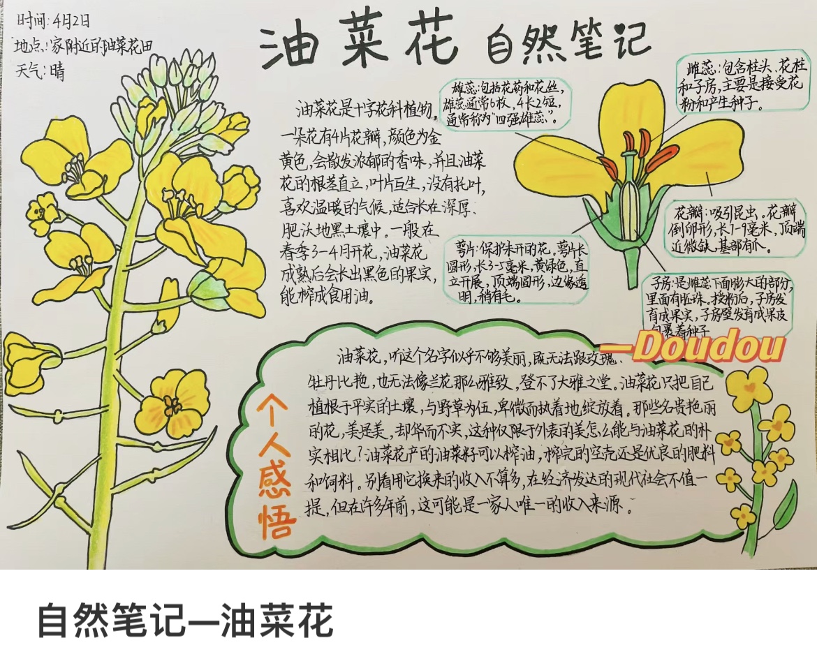 春天的油菜花自然笔记手抄报模板电子版黑白线稿小学生观察植物日