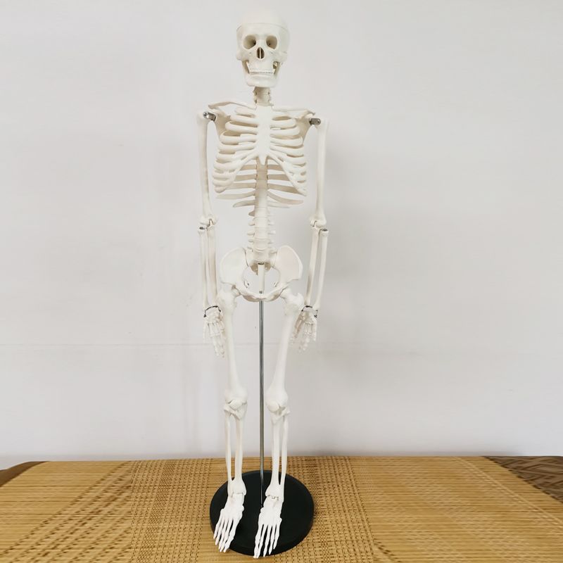 85cm人体骨架骨骼模型医学脊椎骨盆骨胸骨肋骨胸腔模结构解剖教学
