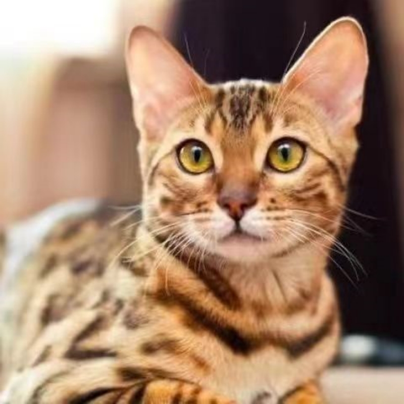 纯种孟加拉豹猫活体幼崽玫瑰纹金豹银豹雪豹宠物猫咪赛级血统猫舍