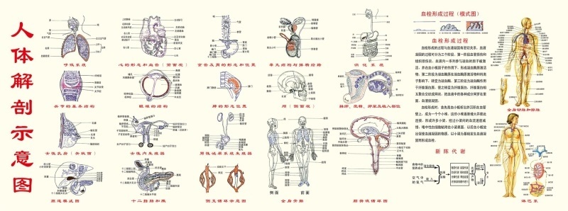 人体解剖示意图海报展板植物性神经系统模型圆心脏解剖图墙贴墙纸