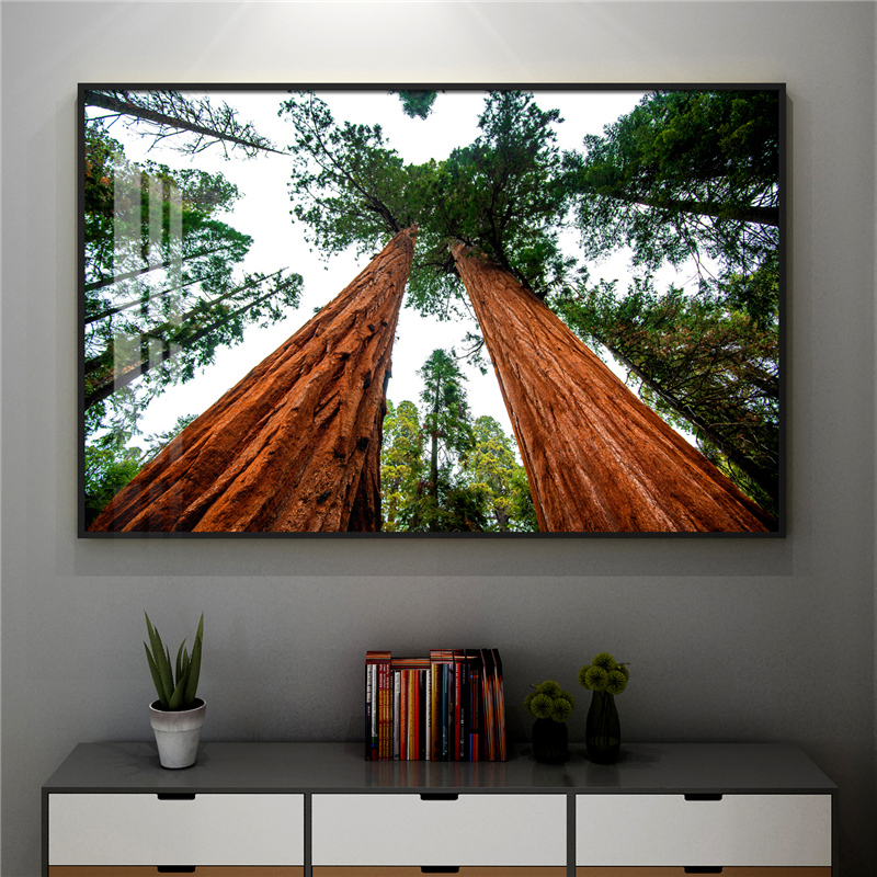 巨型红杉装饰画照片墙山脉北美晶瓷画乔木松树林美国加州公园挂壁