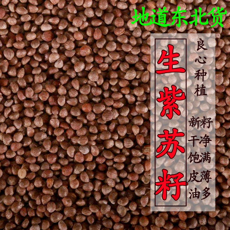 东北新鲜紫苏农家自产食用生苏籽粒紫苏种子烧烤料500g干净无沙