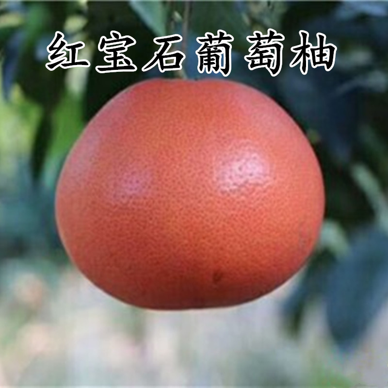 正宗台湾甜葡萄柚苗红宝石西柚树苗红心西柚苗当年挂果树苗盆栽