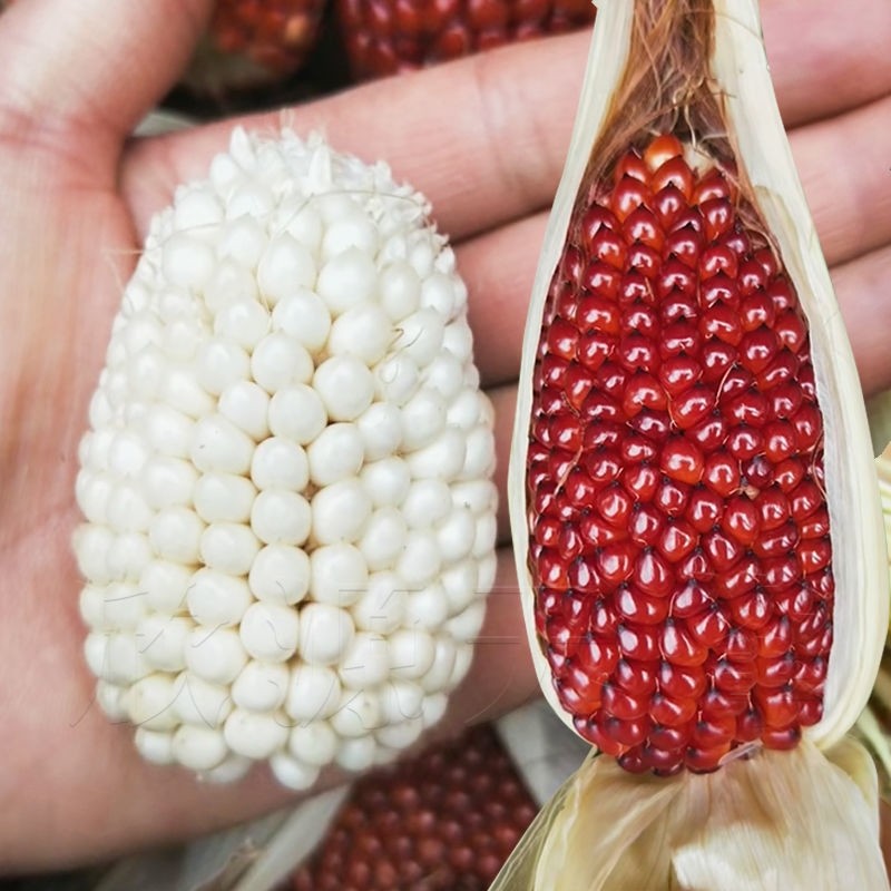 草莓玉米种子菠萝玉米种籽迷你型小玉米籽水果玉米观赏食用玉米孑