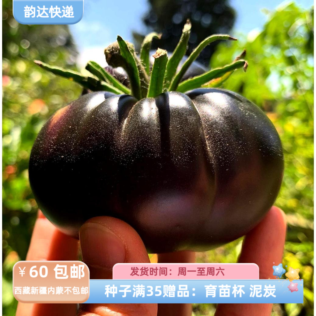 【种子】 无限生长型 中等番茄 小西红柿  靛蓝苹果