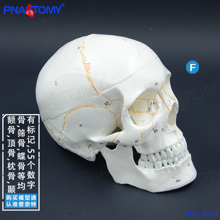 标准人头骨模型头盖骨骷髅头骨标本数字标识仿真人头颅骨解剖医用